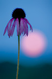 Setting supermoon with coneflower