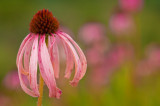 pale purple coneflower