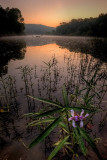 Water Willow