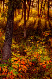 The undergrowth ablaze 
