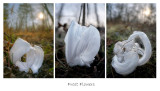 Frost Flowers