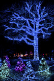 Blue Tree