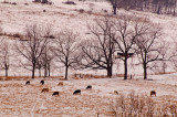 cows in snow
