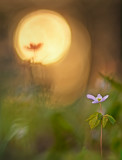 Sunrise on Rue Anemone