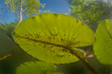 Lilly pad