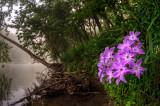 Perennial Phlox (Phlox paniculata)