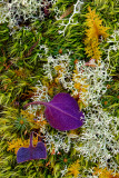 Moss and Lichen