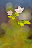 False Rue Anemone