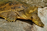 Eastern Spiny softshell Turtle