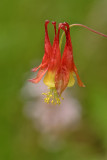 Columbine