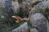 Long-legged Buzzard