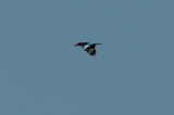 White-breasted Kingfisher