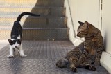 Street Cats