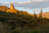 Saguaros