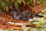 Wedge-tailed Shearwater nesting