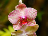 Striated Orchid