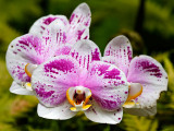 Purple Speckled Orchid