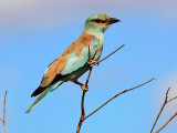 European Roller