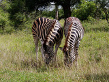 A pair of zebra