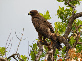 Tawny Eagle