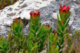 On Table Mountain