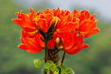 African Tulip Tree