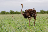 Ostrich