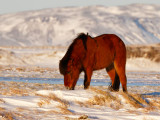 Icelandic horse