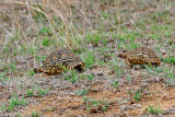 Leopard Tortoises