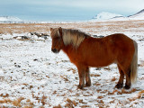 Icelandic horse