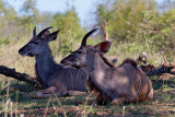 Young kudu bulls