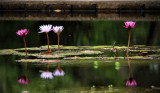 Brookgreen Gardens 1.jpg