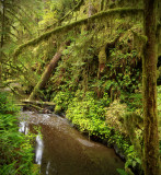 Quinault Rainforest 1.jpg