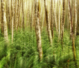 Quinault Rainforest 4.jpg