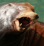 Sea Lion 3.jpg
