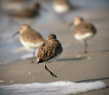 Dunlin 2.jpg