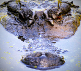 Alligator 1a.jpg