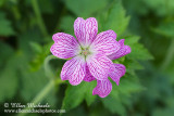 Wild Geranium