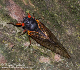 Periodical 17-yr Cicada