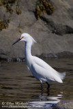 Snowy Egret