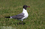 Laughing Gull