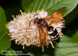 Eastern Cicada Killer