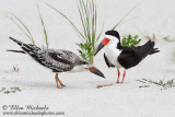 Black Skimmer