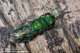 Cuckoo Wasp