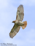 Red-tailed Hawk