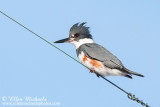 Belted Kingfisher