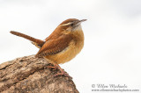 Carolina Wren