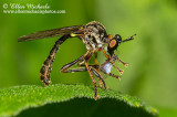 Robber Fly with prey