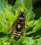 Parasitic Yellowjacket