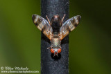 Picture-winged Fly